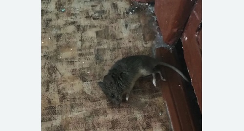 Дезинфекция от мышей в Морозовске