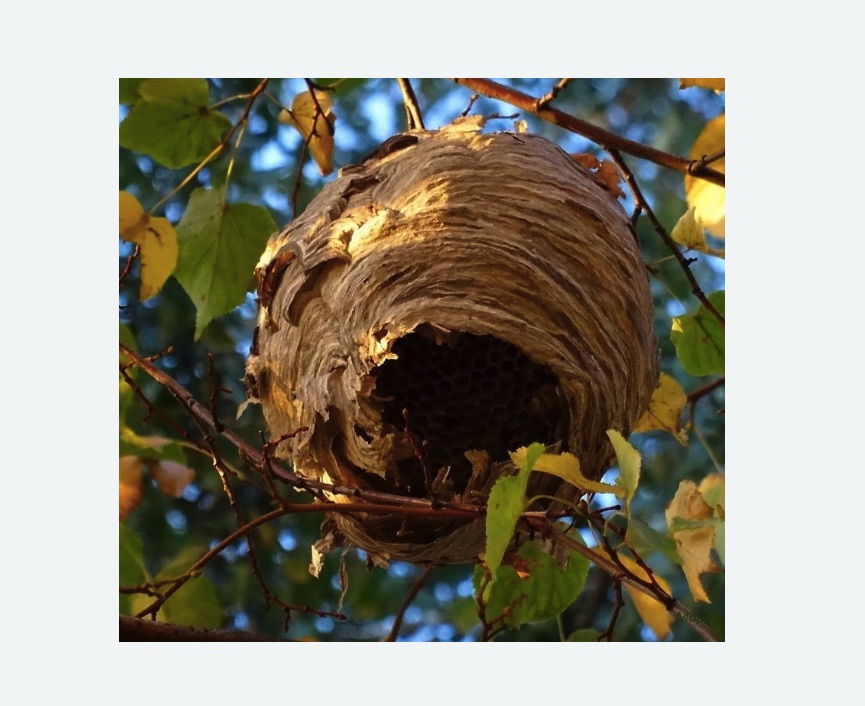 Обработка от шершней в Морозовске