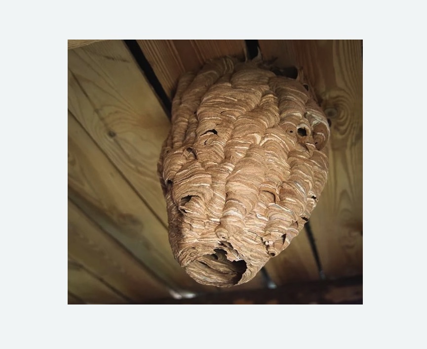 обработка от шершней в Морозовске