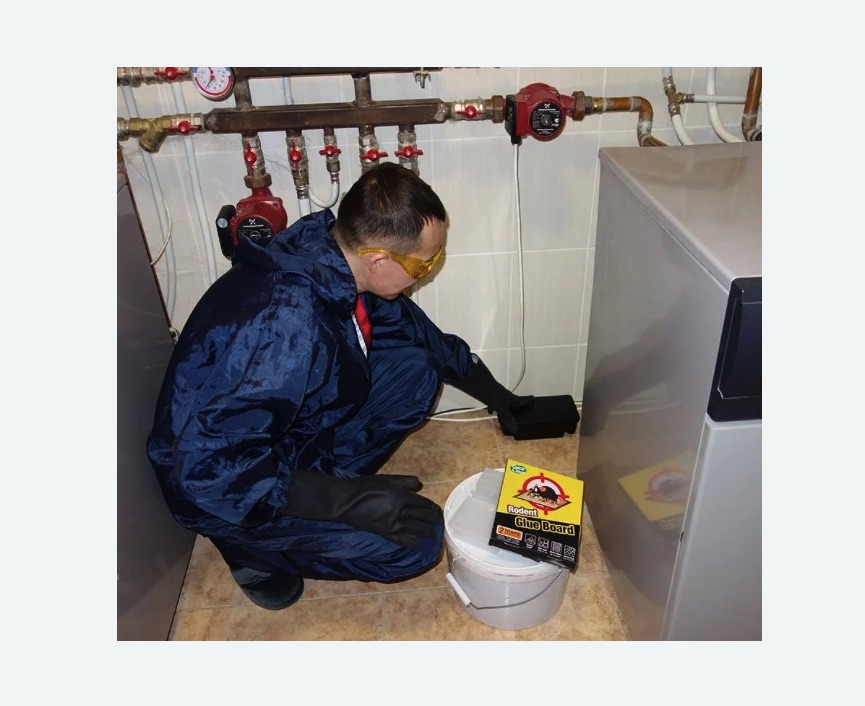 Уничтожение крыс в Морозовске