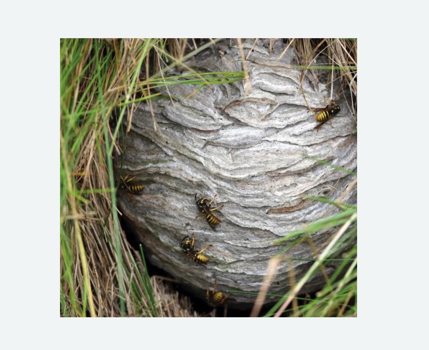 Уничтожение ос и ульев в Морозовске